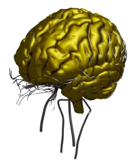 Brain fl3